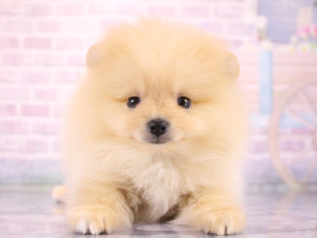 大阪府のポメラニアン (Coo&RIKU茶屋町店/2026年3月19日生まれ/男の子/クリーム)の子犬