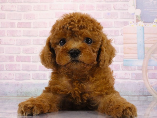 兵庫県のトイプードル(トイ) (Coo&RIKU尼崎店/2026年3月17日生まれ/男の子/レッドフォーン)の子犬の1枚目の画像