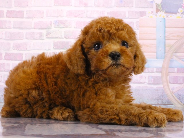 兵庫県のトイプードル(トイ) (Coo&RIKU尼崎店/2026年3月17日生まれ/男の子/レッドフォーン)の子犬の2枚目の画像