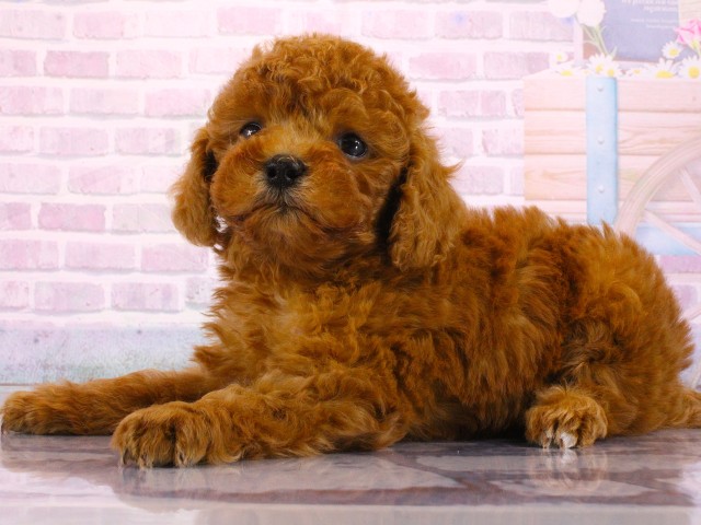 兵庫県のトイプードル(トイ) (Coo&RIKU尼崎店/2026年3月17日生まれ/男の子/レッドフォーン)の子犬の3枚目の画像