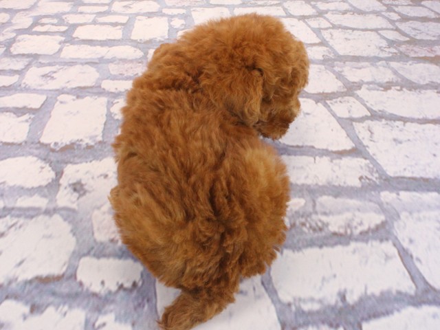 兵庫県のトイプードル(トイ) (Coo&RIKU尼崎店/2026年3月17日生まれ/男の子/レッドフォーン)の子犬の4枚目の画像