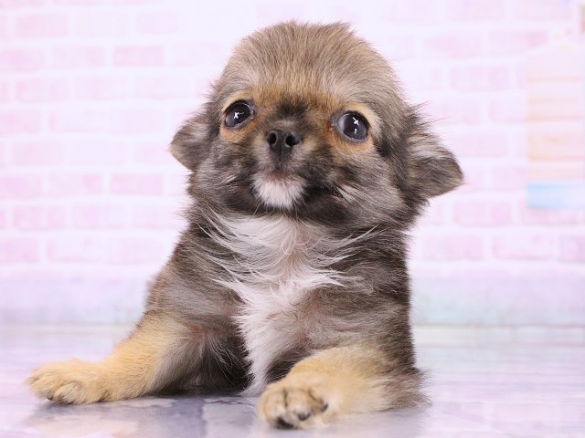 兵庫県のチワワ(ロング) (Coo&RIKU姫路店/2026年2月27日生まれ/男の子/フォーン)の子犬