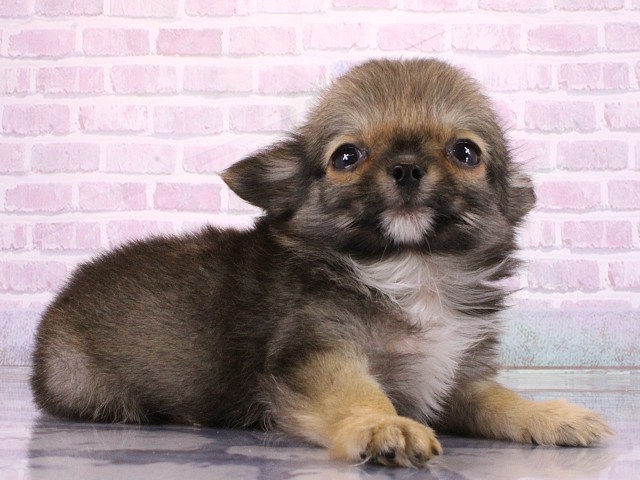 兵庫県のチワワ(ロング) (Coo&RIKU姫路店/2026年2月27日生まれ/男の子/フォーン)の子犬の2枚目の画像