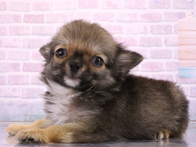 兵庫県のチワワ(ロング) (Coo&RIKU姫路店/2026年2月27日生まれ/男の子/フォーン)の子犬の3枚目の画像