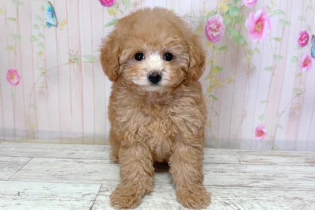 北海道のトイプードル(トイ) (Coo&RIKU札幌東店/2026年3月16日生まれ/男の子/アプリコット)の子犬の1枚目の画像