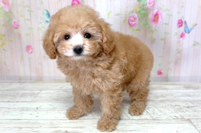 北海道のトイプードル(トイ) (Coo&RIKU札幌東店/2026年3月16日生まれ/男の子/アプリコット)の子犬の2枚目の画像