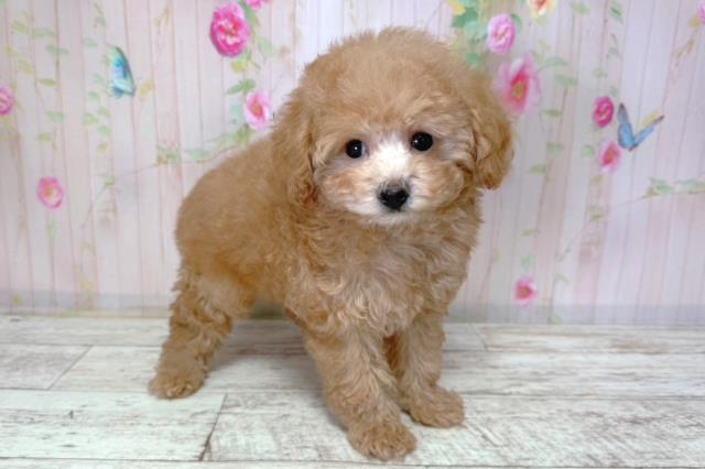 北海道のトイプードル(トイ) (Coo&RIKU札幌東店/2026年3月16日生まれ/男の子/アプリコット)の子犬の3枚目の画像