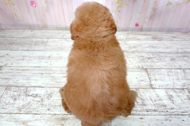 北海道のトイプードル(トイ) (Coo&RIKU札幌東店/2026年3月16日生まれ/男の子/アプリコット)の子犬の4枚目の画像