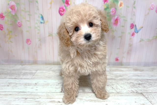北海道のトイプードル(トイ) (Coo&RIKU函館店/2026年3月16日生まれ/女の子/カフェオレ)の子犬の1枚目の画像