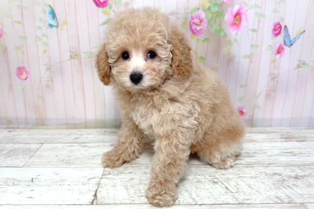 北海道のトイプードル(トイ) (Coo&RIKU函館店/2026年3月16日生まれ/女の子/カフェオレ)の子犬の2枚目の画像
