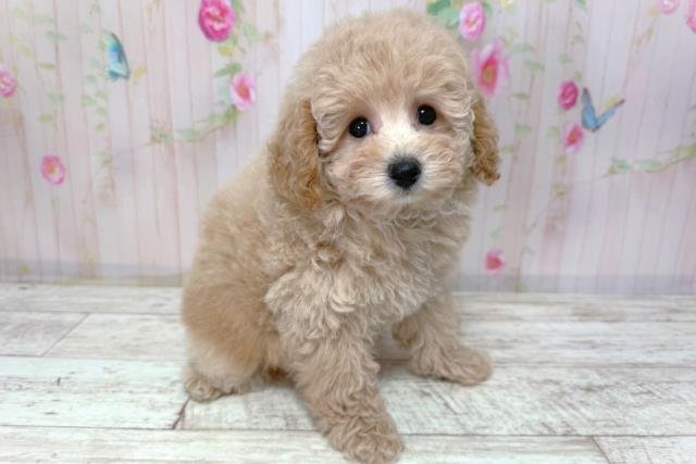 北海道のトイプードル(トイ) (Coo&RIKU函館店/2026年3月16日生まれ/女の子/カフェオレ)の子犬の3枚目の画像