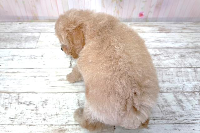 北海道のトイプードル(トイ) (Coo&RIKU函館店/2026年3月16日生まれ/女の子/カフェオレ)の子犬の4枚目の画像