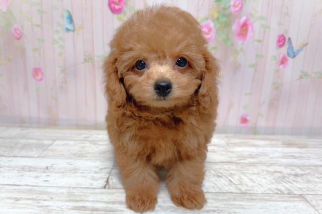 北海道のトイプードル(トイ) (Coo&RIKU岩見沢店/2026年3月16日生まれ/男の子/レッド)の子犬の1枚目の画像
