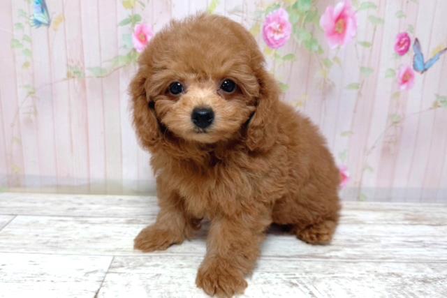 北海道のトイプードル(トイ) (Coo&RIKU岩見沢店/2026年3月16日生まれ/男の子/レッド)の子犬の2枚目の画像