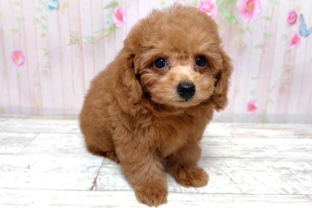 北海道のトイプードル(トイ) (Coo&RIKU岩見沢店/2026年3月16日生まれ/男の子/レッド)の子犬の3枚目の画像