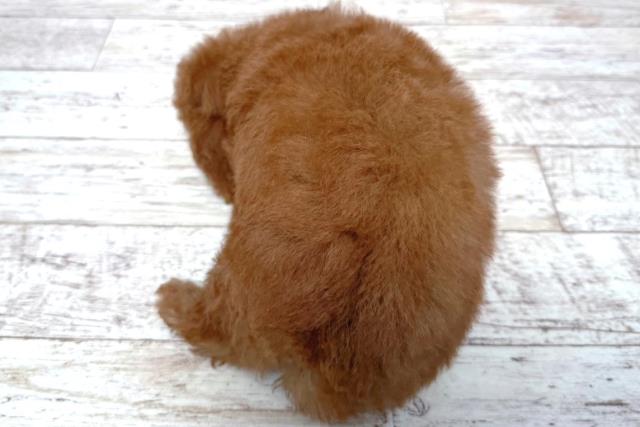 北海道のトイプードル(トイ) (Coo&RIKU岩見沢店/2026年3月16日生まれ/男の子/レッド)の子犬の4枚目の画像