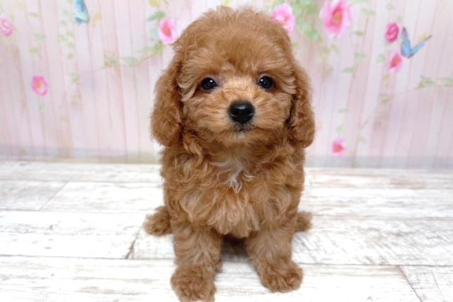 北海道のトイプードル(トイ) (Coo&RIKU函館店/2026年3月16日生まれ/女の子/レッド)の子犬の1枚目の画像