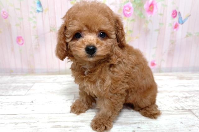 北海道のトイプードル(トイ) (Coo&RIKU函館店/2026年3月16日生まれ/女の子/レッド)の子犬の2枚目の画像