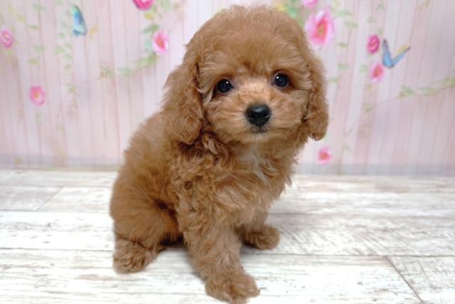 北海道のトイプードル(トイ) (Coo&RIKU函館店/2026年3月16日生まれ/女の子/レッド)の子犬の3枚目の画像