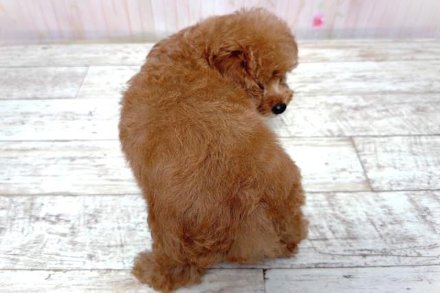 北海道のトイプードル(トイ) (Coo&RIKU函館店/2026年3月16日生まれ/女の子/レッド)の子犬の4枚目の画像