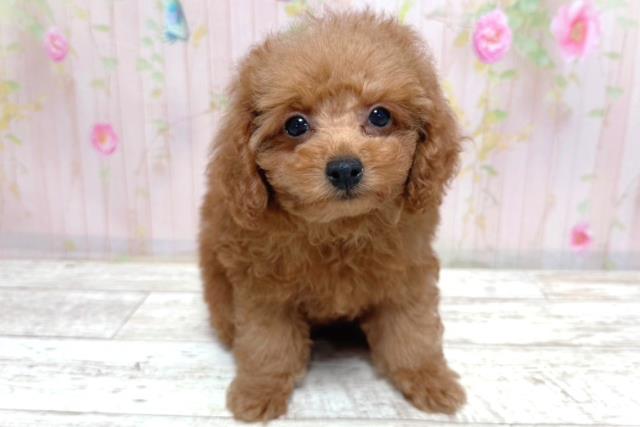 北海道のトイプードル(トイ) (Coo&RIKU岩見沢店/2026年3月16日生まれ/女の子/レッド)の子犬の1枚目の画像