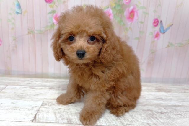 北海道のトイプードル(トイ) (Coo&RIKU岩見沢店/2026年3月16日生まれ/女の子/レッド)の子犬の2枚目の画像