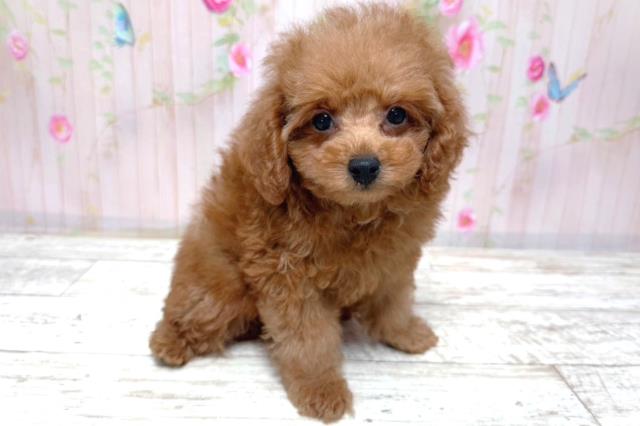 北海道のトイプードル(トイ) (Coo&RIKU岩見沢店/2026年3月16日生まれ/女の子/レッド)の子犬の3枚目の画像