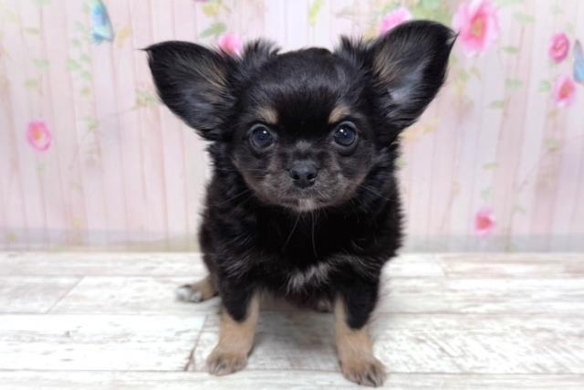 北海道のチワワ(ロング) (Coo&RIKU室蘭店/2026年3月17日生まれ/男の子/ブラックタン)の子犬の1枚目の画像