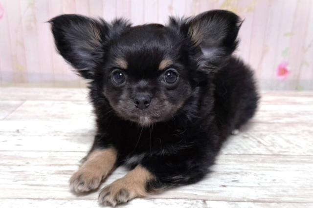 北海道のチワワ(ロング) (Coo&RIKU室蘭店/2026年3月17日生まれ/男の子/ブラックタン)の子犬の2枚目の画像