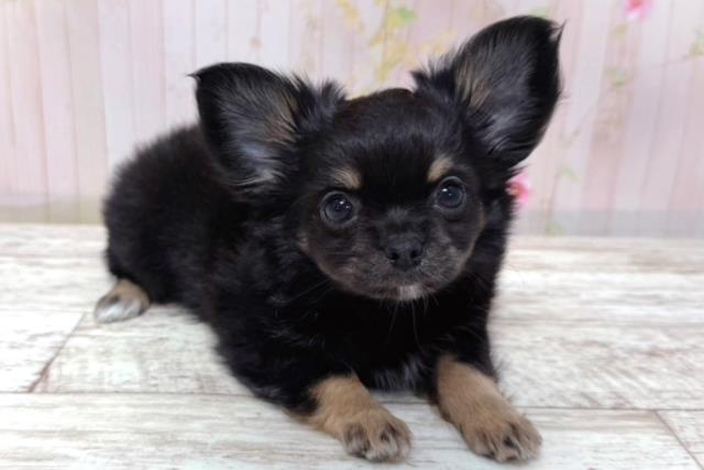北海道のチワワ(ロング) (Coo&RIKU室蘭店/2026年3月17日生まれ/男の子/ブラックタン)の子犬の3枚目の画像