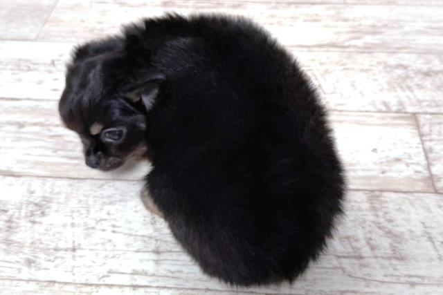 北海道のチワワ(ロング) (Coo&RIKU室蘭店/2026年3月17日生まれ/男の子/ブラックタン)の子犬の4枚目の画像