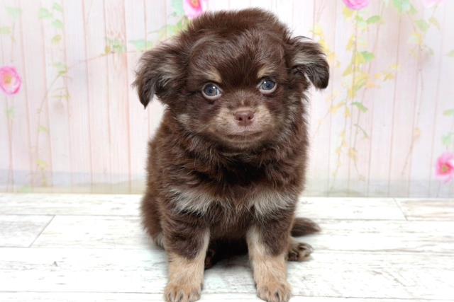 北海道のチワワ(ロング) (Coo&RIKU釧路店/2026年3月17日生まれ/男の子/チョコレートタン)の子犬の1枚目の画像