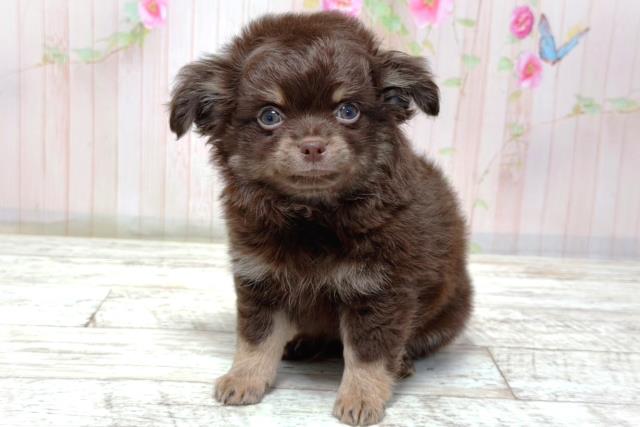北海道のチワワ(ロング) (Coo&RIKU釧路店/2026年3月17日生まれ/男の子/チョコレートタン)の子犬の2枚目の画像