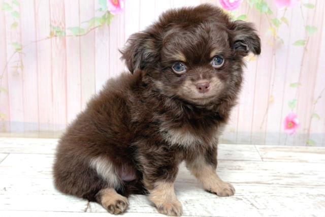 北海道のチワワ(ロング) (Coo&RIKU釧路店/2026年3月17日生まれ/男の子/チョコレートタン)の子犬の3枚目の画像