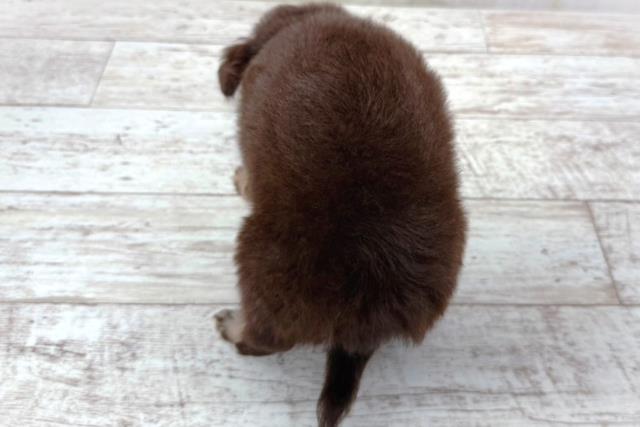 北海道のチワワ(ロング) (Coo&RIKU釧路店/2026年3月17日生まれ/男の子/チョコレートタン)の子犬の4枚目の画像
