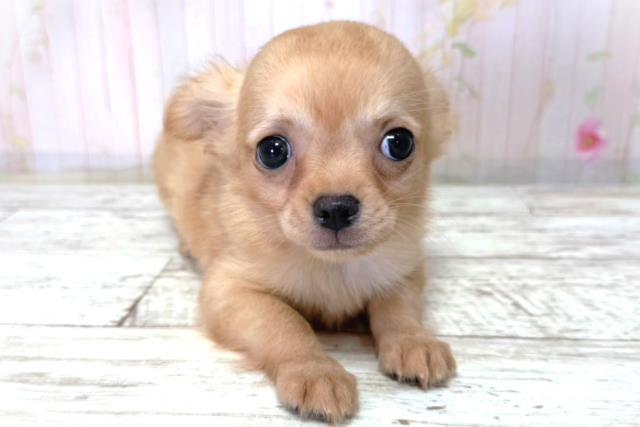 北海道のチワワ(ロング) (Coo&RIKU帯広店/2026年3月18日生まれ/男の子/クリームホワイト)の子犬の1枚目の画像