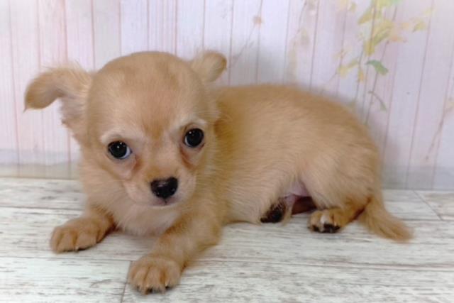 北海道のチワワ(ロング) (Coo&RIKU帯広店/2026年3月18日生まれ/男の子/クリームホワイト)の子犬の2枚目の画像
