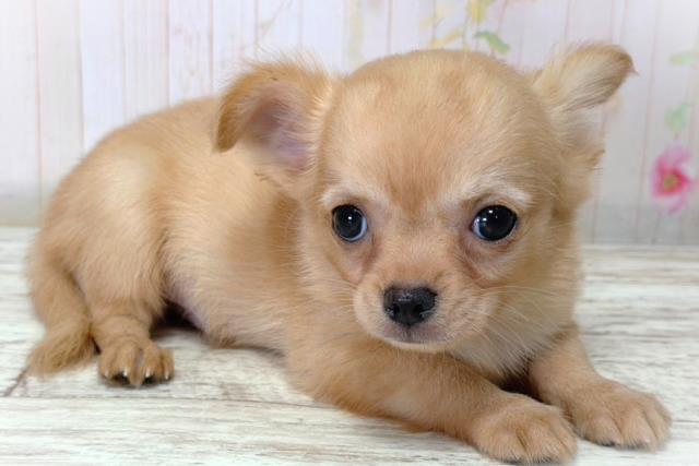 北海道のチワワ(ロング) (Coo&RIKU帯広店/2026年3月18日生まれ/男の子/クリームホワイト)の子犬の3枚目の画像