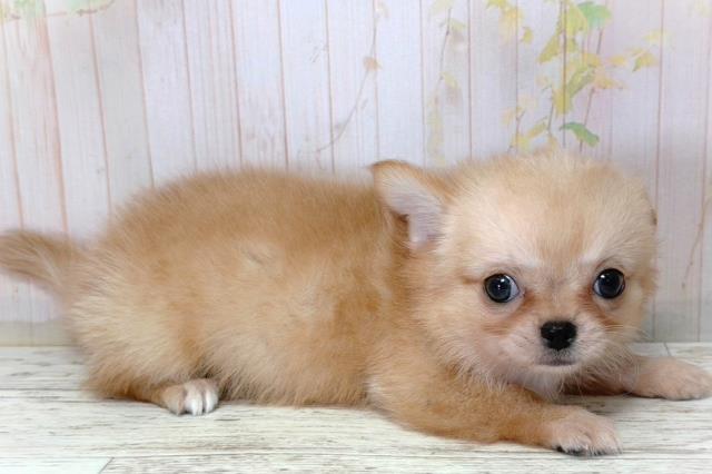 北海道のチワワ(ロング) (Coo&RIKU北見店/2026年3月18日生まれ/男の子/クリームホワイト)の子犬の3枚目の画像