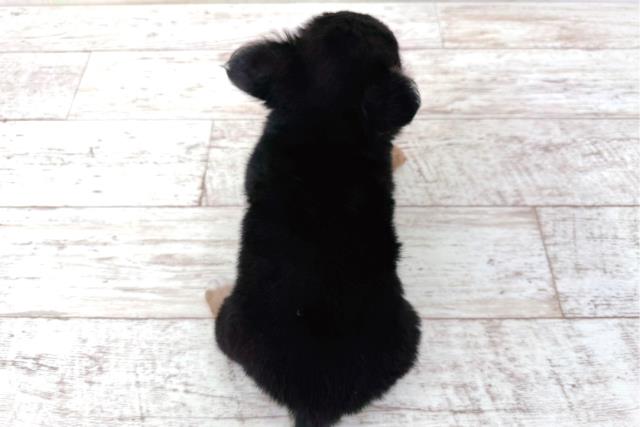 北海道のチワワ(ロング) (Coo&RIKU釧路店/2026年3月18日生まれ/女の子/ブラックタン)の子犬の4枚目の画像