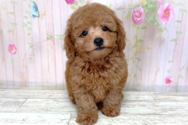 北海道のトイプードル(トイ) (Coo&RIKU札幌東店/2026年3月18日生まれ/男の子/レッド)の子犬の1枚目の画像