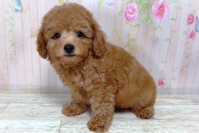 北海道のトイプードル(トイ) (Coo&RIKU札幌東店/2026年3月18日生まれ/男の子/レッド)の子犬の2枚目の画像