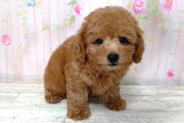 北海道のトイプードル(トイ) (Coo&RIKU札幌東店/2026年3月18日生まれ/男の子/レッド)の子犬の3枚目の画像
