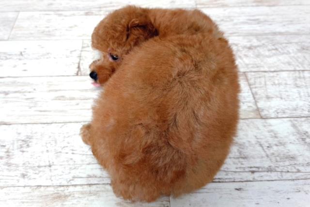 北海道のトイプードル(トイ) (Coo&RIKU札幌東店/2026年3月18日生まれ/男の子/レッド)の子犬の4枚目の画像