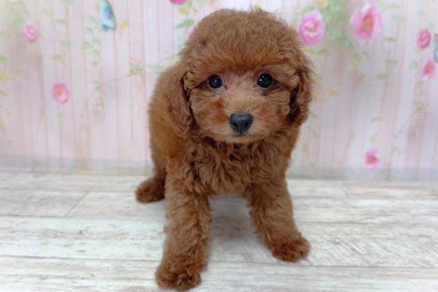北海道のトイプードル(トイ) (Coo&RIKU室蘭店/2026年3月18日生まれ/女の子/レッド)の子犬の1枚目の画像