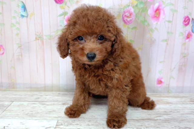 北海道のトイプードル(トイ) (Coo&RIKU室蘭店/2026年3月18日生まれ/女の子/レッド)の子犬の2枚目の画像