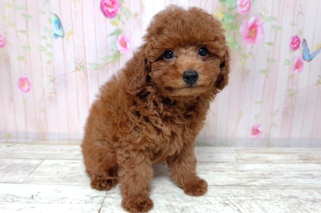 北海道のトイプードル(トイ) (Coo&RIKU室蘭店/2026年3月18日生まれ/女の子/レッド)の子犬の3枚目の画像