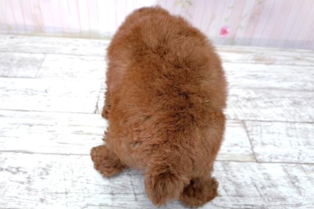 北海道のトイプードル(トイ) (Coo&RIKU室蘭店/2026年3月18日生まれ/女の子/レッド)の子犬の4枚目の画像