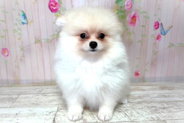北海道のポメラニアン (Coo&RIKU釧路店/2026年3月20日生まれ/男の子/クリーム)の子犬の1枚目の画像