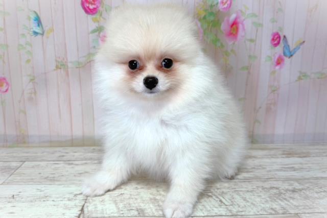 北海道のポメラニアン (Coo&RIKU釧路店/2026年3月20日生まれ/男の子/クリーム)の子犬の2枚目の画像